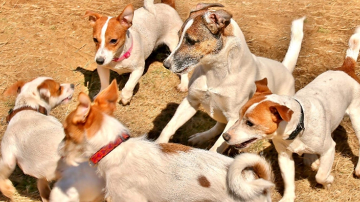 飼い主さんになる前〜育て方をわんちゃんと学ぶ育成センターを！