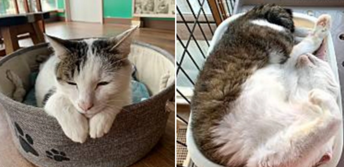 関東37度！熱射がすごい！保護猫の家は緊急暑さ対策に奔走！