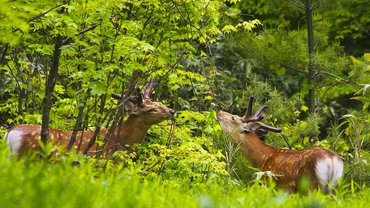 動物たちに幸せを！日本一周！動物園水族館調査【北日本編】