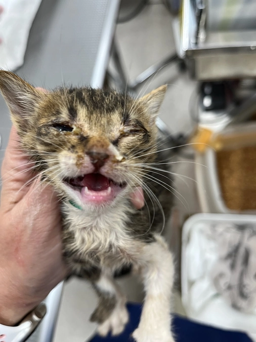 今回のプロジェクト実現の先にあるもの（未来の展望）