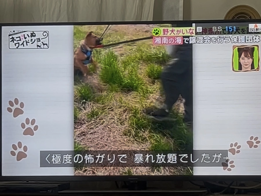 目標まであと8万円！イヌノヒキダシ ドッグトレーナー 片山由貴子様からの応援メッセージ