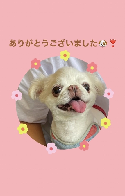 目標金額達成のお知らせと引き続きの応援のお願い🐶✨
