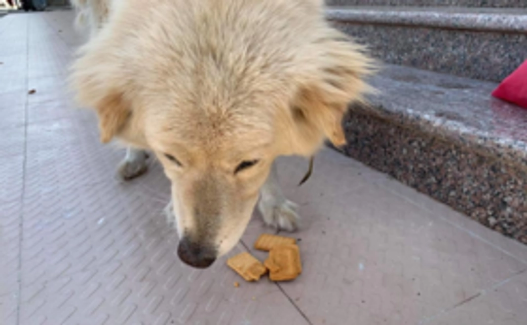 全額わんこの餌代にします＋お礼のメールなど
