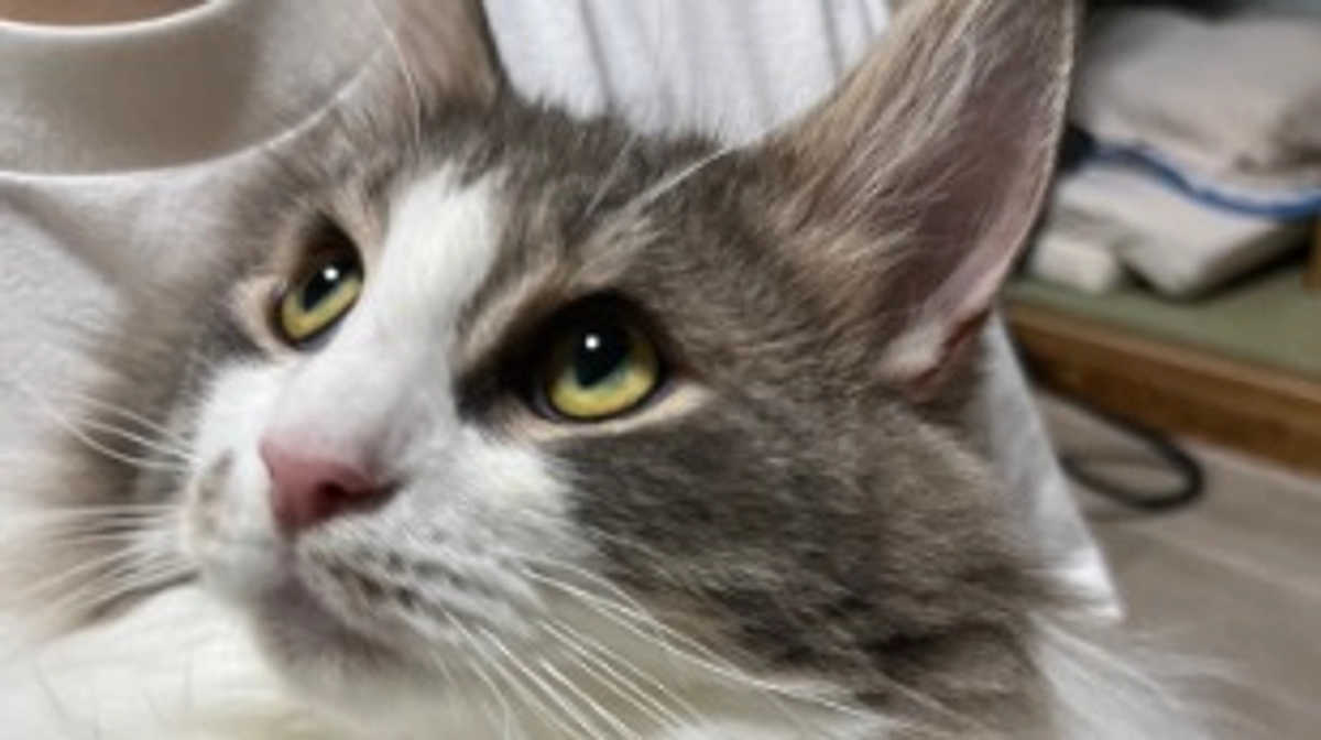 経過観察② クラファン終了まで残り16日💦