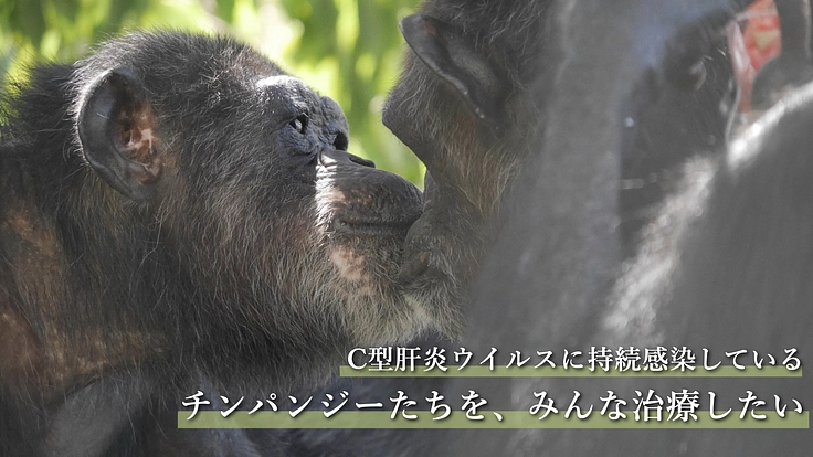 ウイルスの医学的実験を受けたチンパンジーたちに、治療薬を購入したい