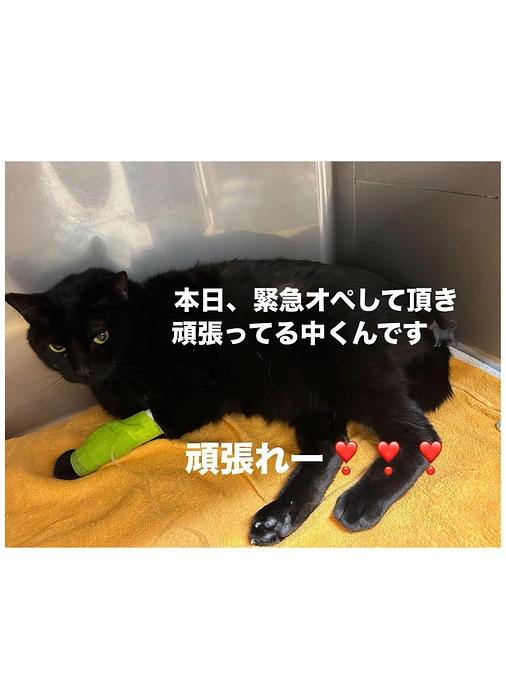 本日レディフォーさまよりの入金確認ご報告です