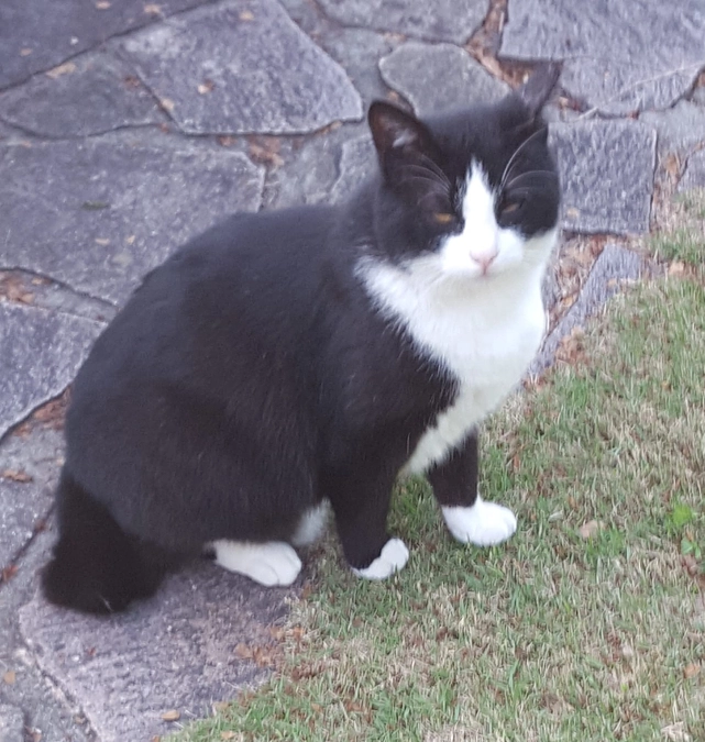 どうか、猫を捨てないで!!