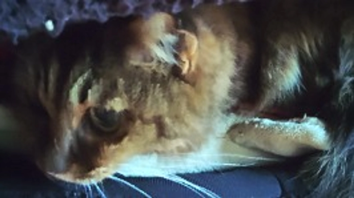 クラウドファンディング最終日になりました。