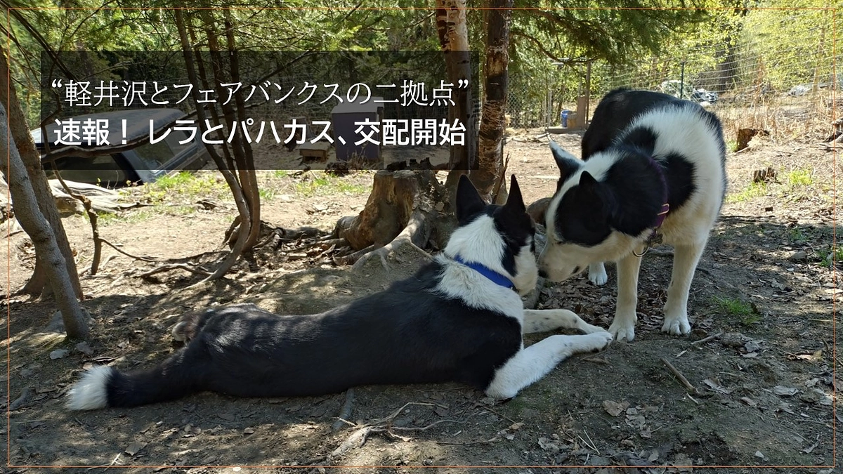 “軽井沢とフェアバンクスの二拠点” 速報！ レラとパハカス、交配開始