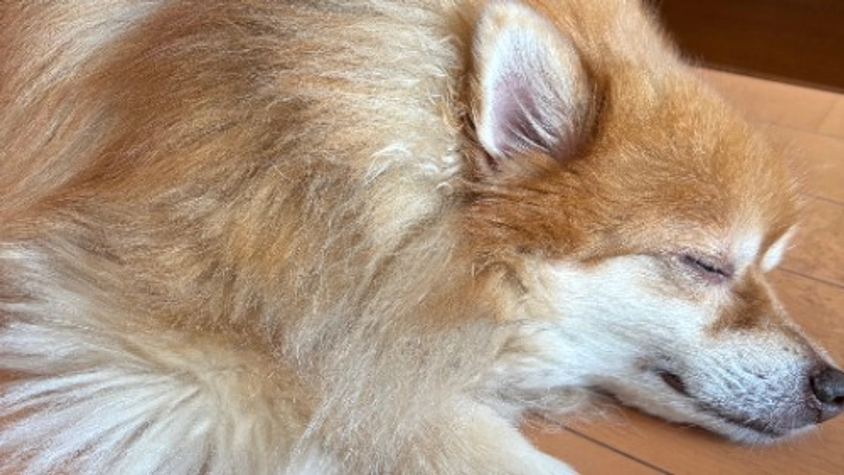 残り１日となりました。