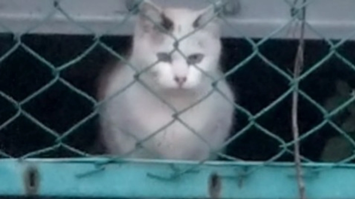 かわいそうだけでは助けられない野良猫さんのこと⑲