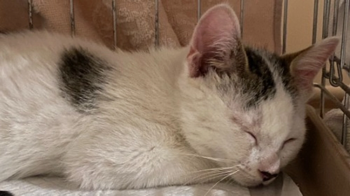 子猫の保護が続いています