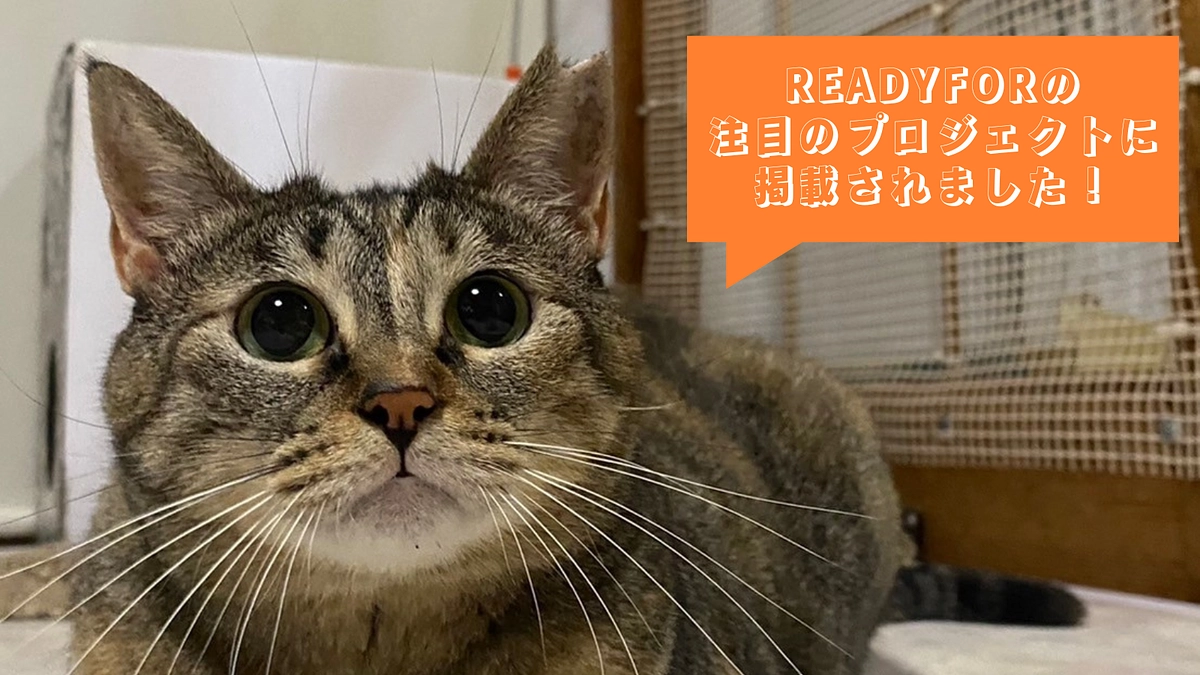 READYFOR全体の【注目のプロジェクト】に掲載されました！
