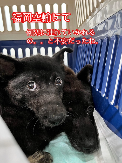 多頭レスキュー