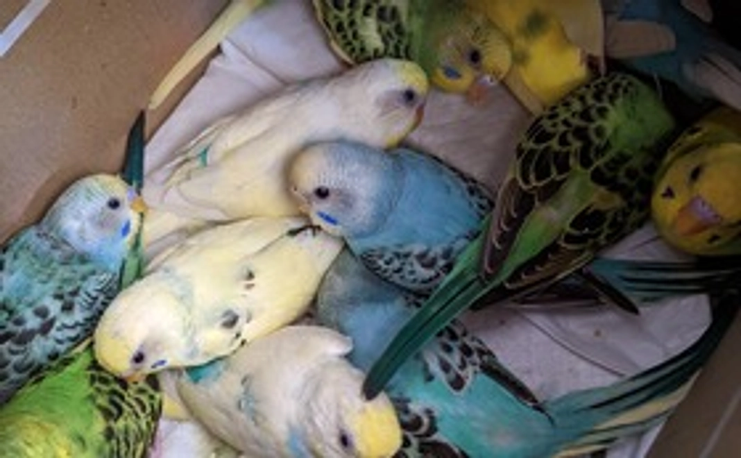 1,000円コース〜1羽の1ヶ月の餌の支援