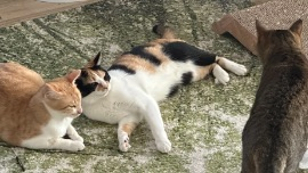 経過観察2日目（最終日：プロジェクト開始46日目）※残り約15時間です