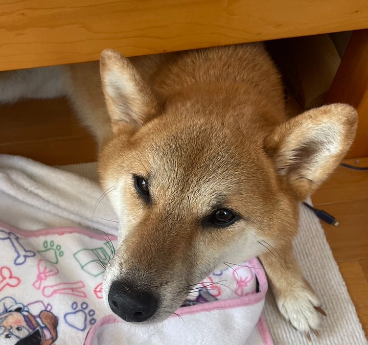 【ラストデイ】わんこが虹の橋を渡るまで、飼い主がわんこにとって世界で1人の味方でいるために