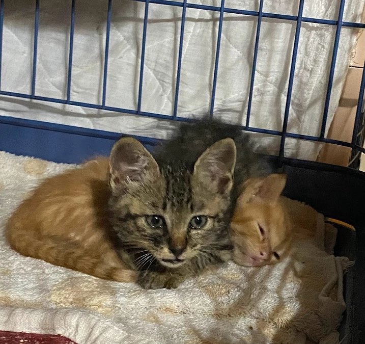 トップシーズンと言えども・・・