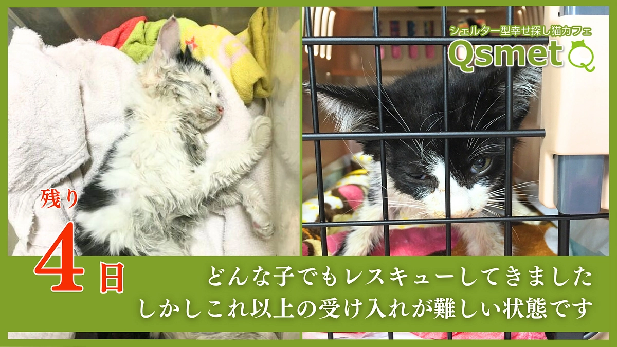 残り【4日】温かい応援コメント本当にありがとうございます。