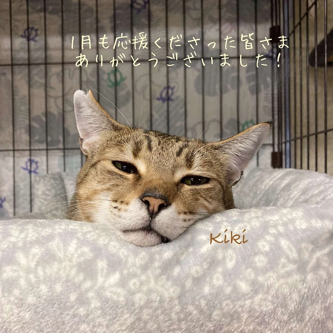 継続寄付12月分のご報告と1月の収支報告