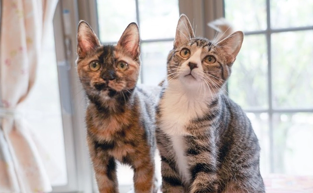 ご寄付コース|1万円