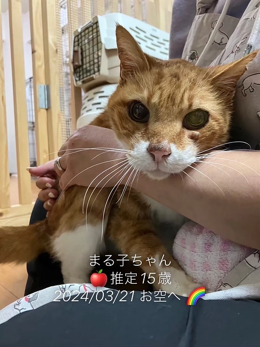 チーム猫の森が目指す未来！