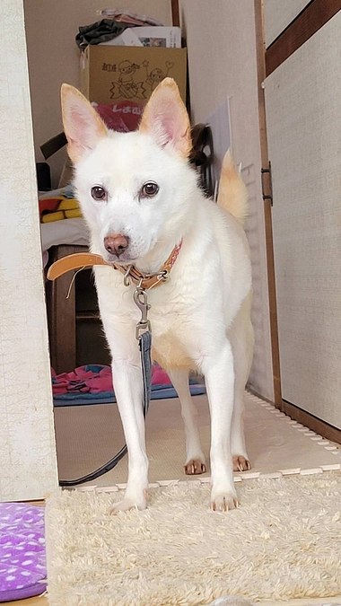 真っ白ビビリの美犬エンジェルちゃん。