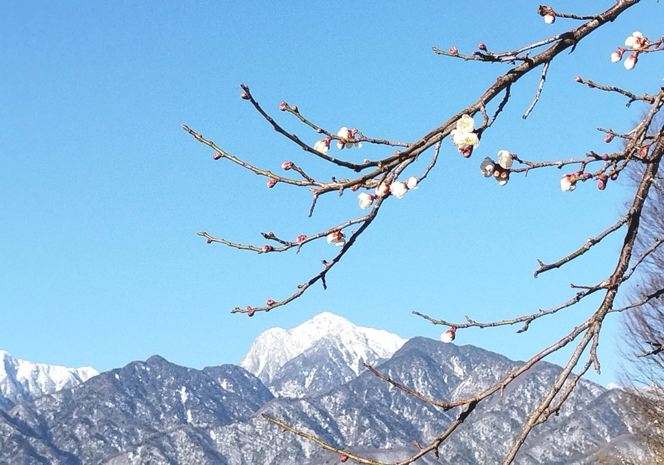 剪定や今後の植え付け作業について