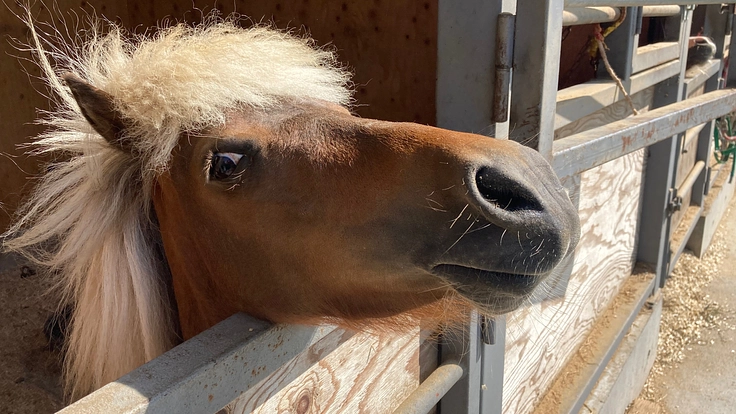 昔飼われていた場所に、再び馬を招致し、循環型農業をみんなで楽しもう