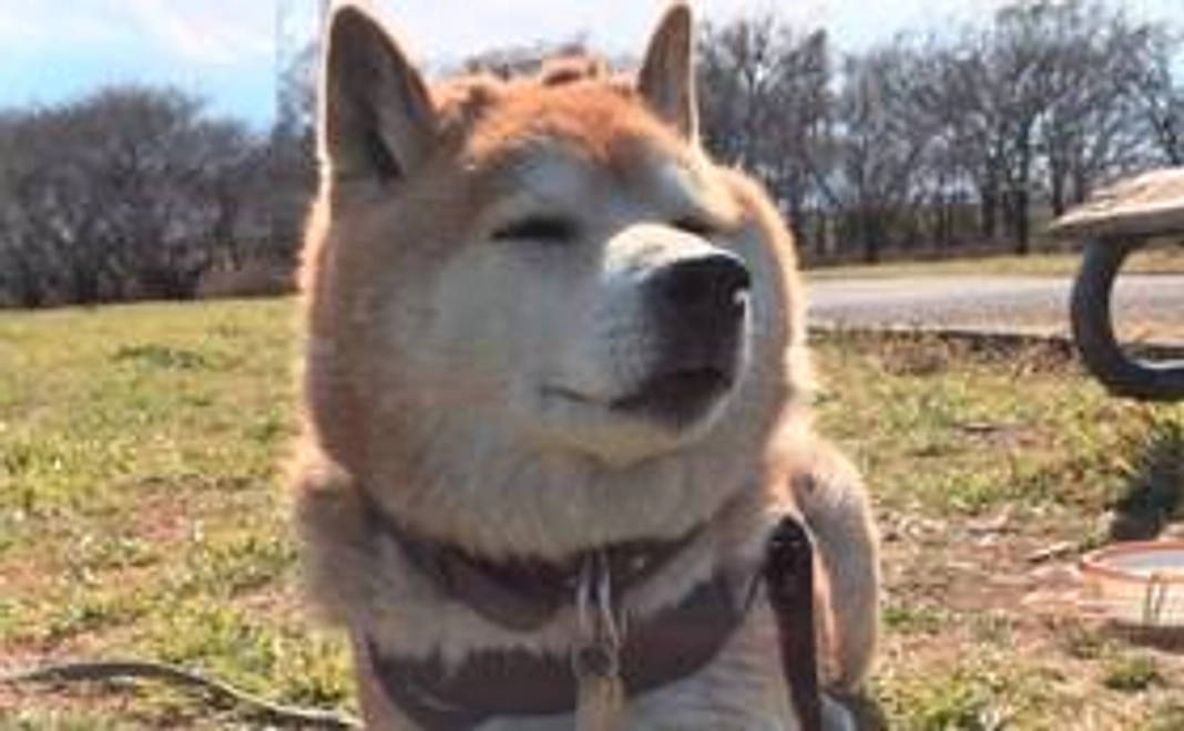 お預かりしたワンちゃんの写真をお送りします。お礼のメールをお送りします。HPに御名前を載せさせて頂きます。（御希望の方）