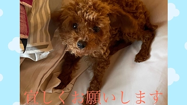 生後3ヶ月のトイプードル　こてつに手術を受けさせたい のトップ画像