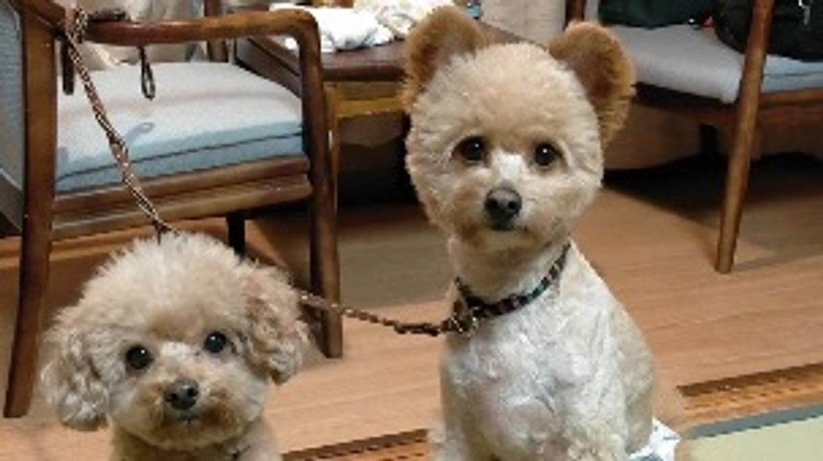 保護犬つながりのひろ福ママ様から応援メッセージをいただいております！