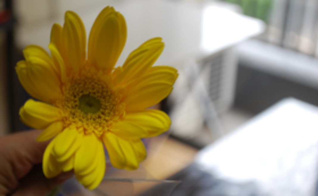 ガーベラをお送りします。