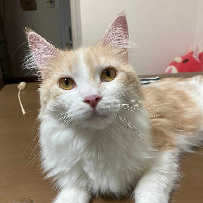 10/11ルイの様子