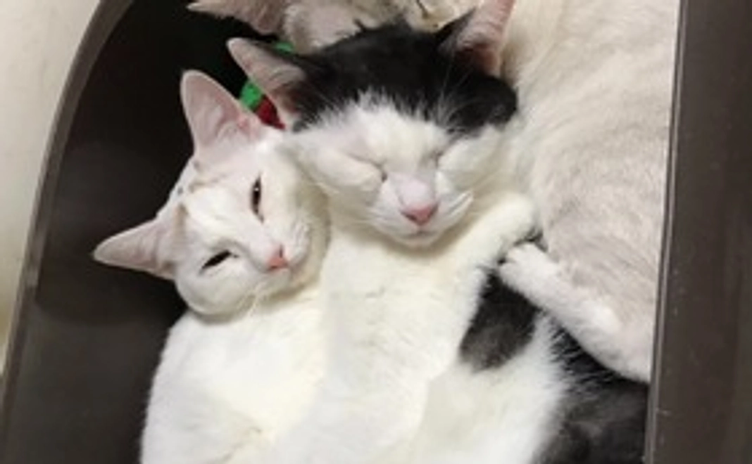 【5000円】お礼のメール・オリジナルポストカード