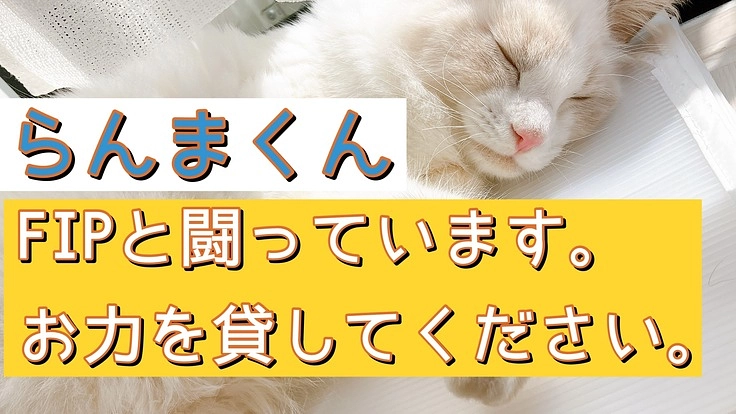 【FIP闘病中】らんまにお力を貸していただけないでしょうか【難病】