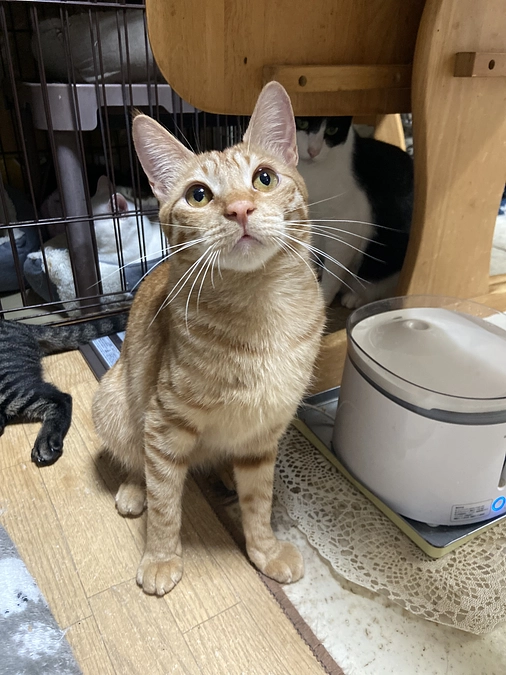 シナモン　FIP投薬終了まで14日！