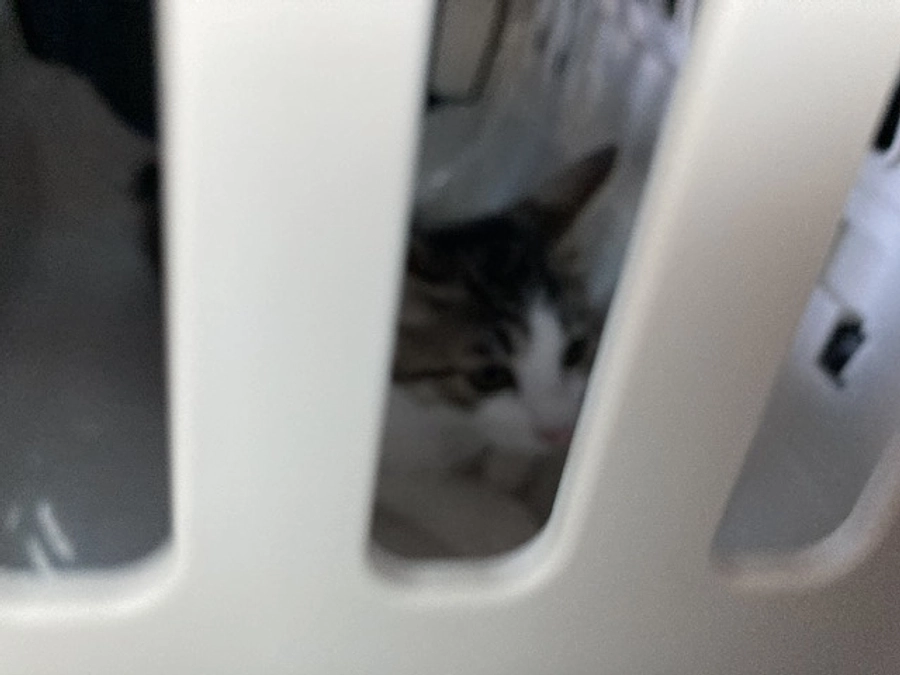 術後の猫たちの様子