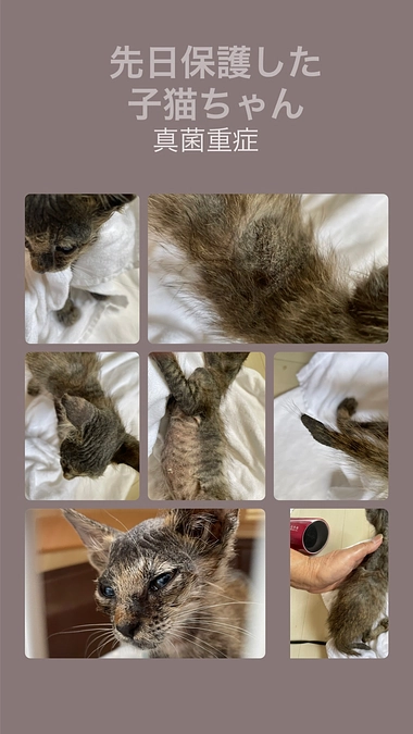 真菌重症の子猫ちゃんガンバレ💪50%200万第2関門ご支援の御協力お願いいたします🙇‍♀️