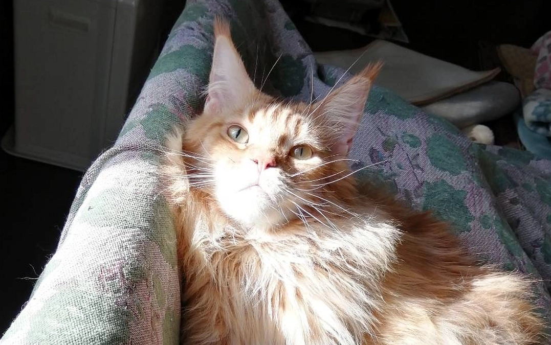 明日は定期検診です