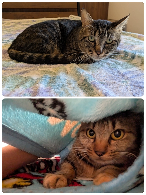 ［くりまんじゅう］の抜歯と［むぎちゃん（仮）］の駆虫