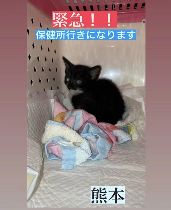 保健所へと持ち込まれそうになった子猫