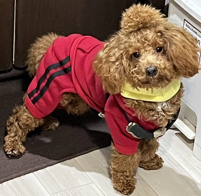 ひなたの現状報告