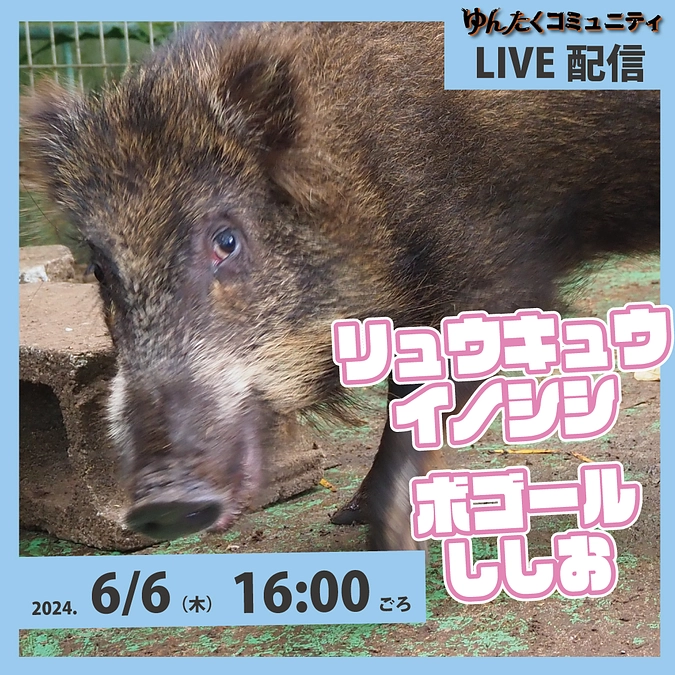ゆんたくコミュニティ限定ライブ配信「リュウキュウイノシシのボゴールししお」
