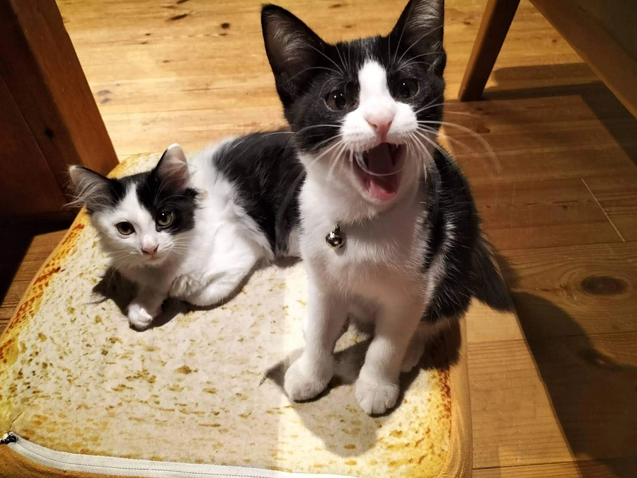 預かりをした「そらちゃん」