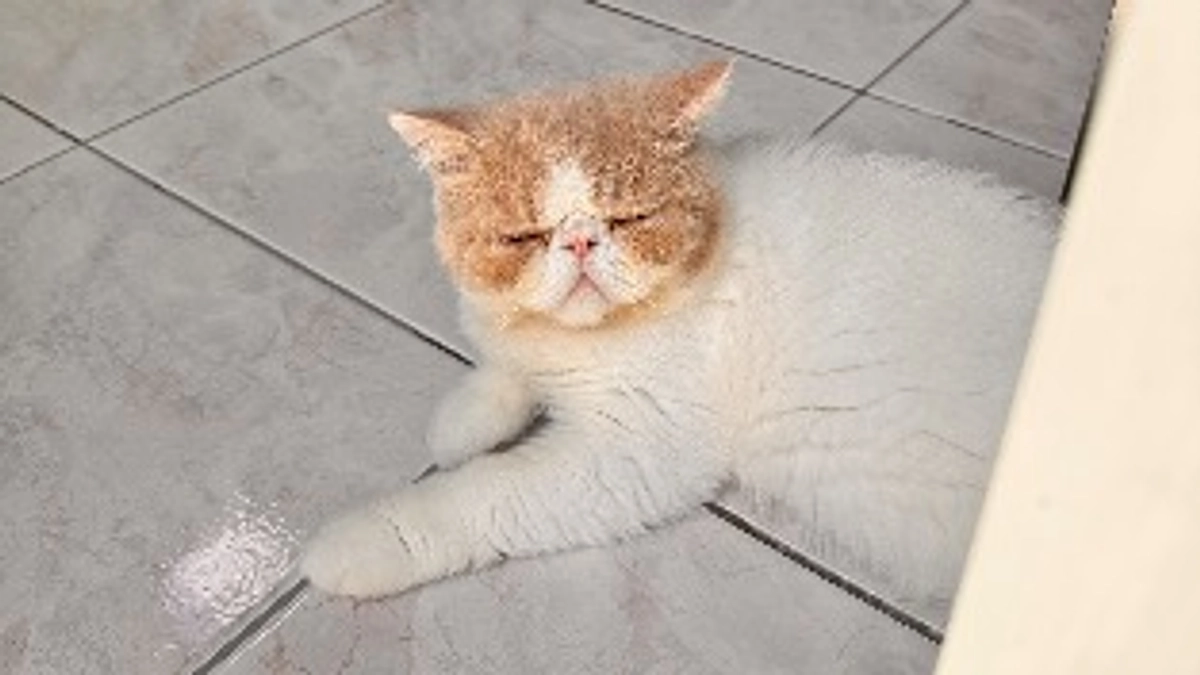 ほぼ寝てるわさび