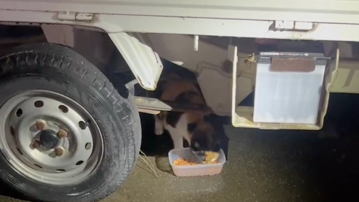 【もうすぐ450万円!】つらい境遇の団地の猫。苦情が発生しないよう、正しい知識を学ぶことが大切です。