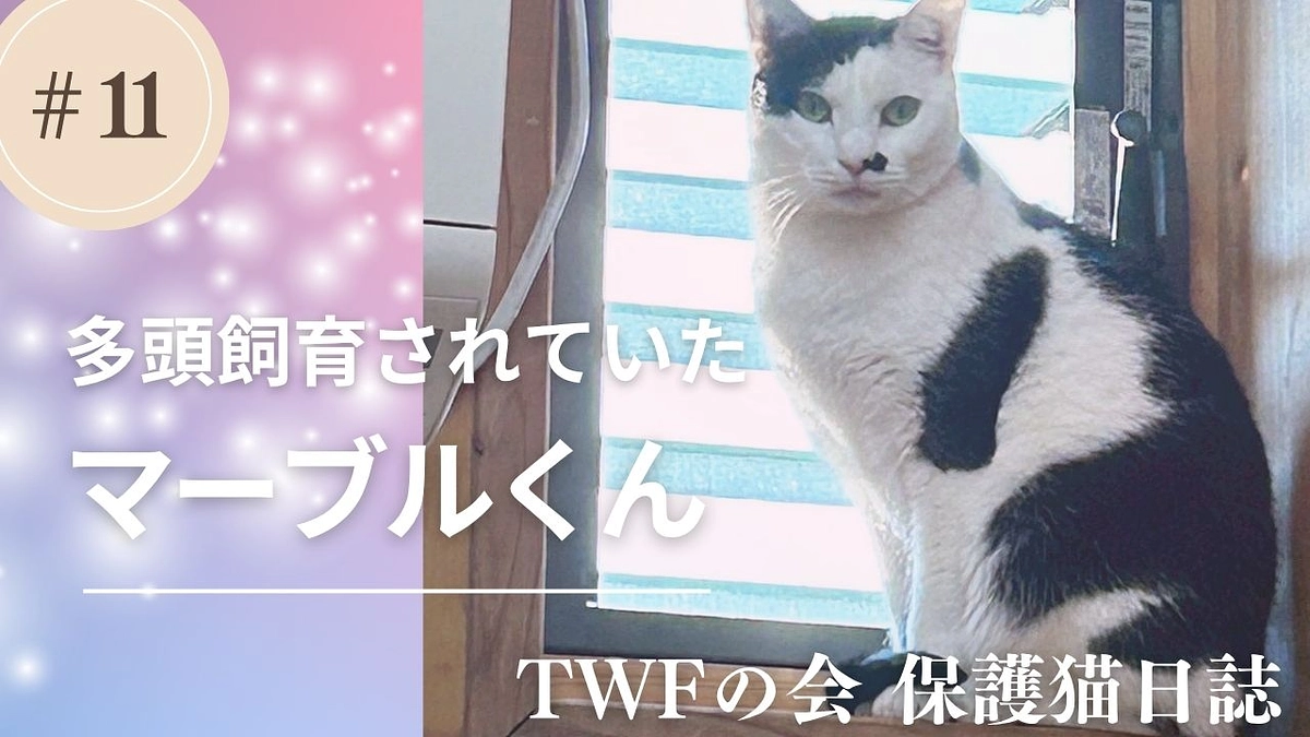 多頭飼育の猫の保護