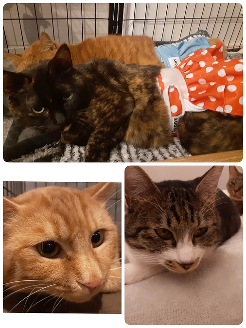 3匹の医療のご報告