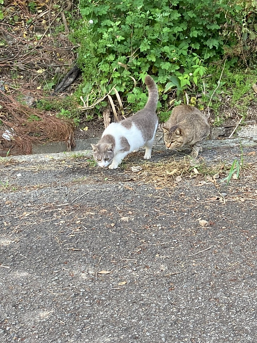 かわいそうだけでは助けられない　野良猫さんのこと①